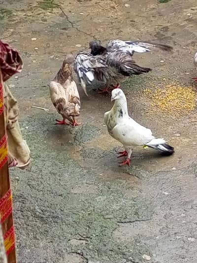 high flyer Pigeons for sale +923341928294