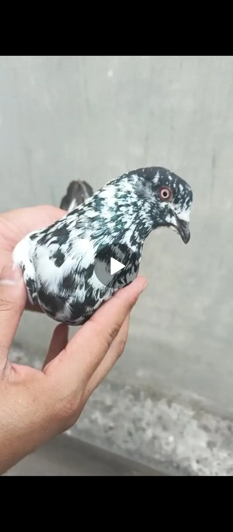 high flyer Pigeons for sale +923341928294 — photo 2