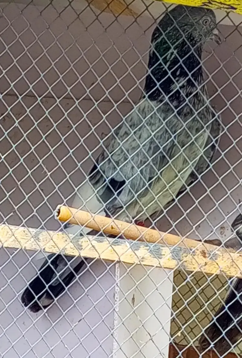 high flyer Pigeons for sale +923341928294 — photo 3