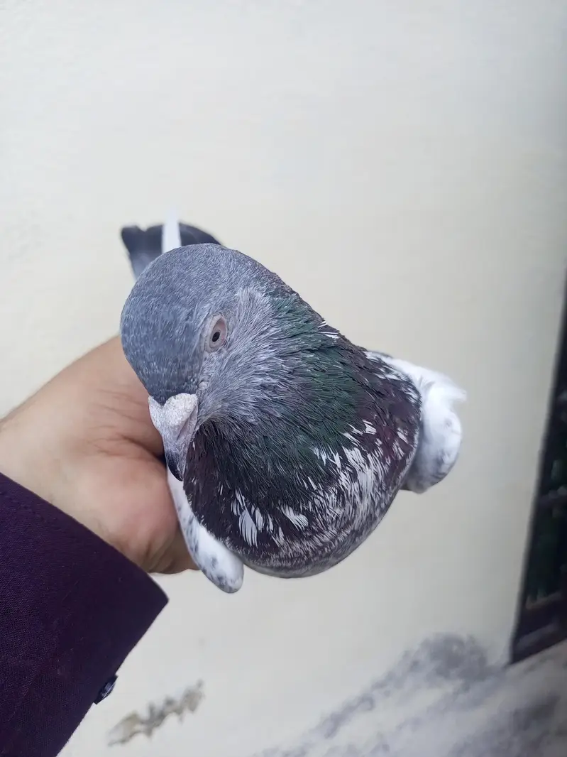 high flyer Pigeons for sale +923341928294 — photo 4