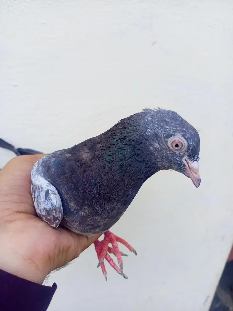 high flyer Pigeons for sale +923341928294 — photo 5