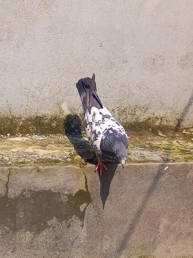 high flyer Pigeons for sale +923341928294 — photo 6