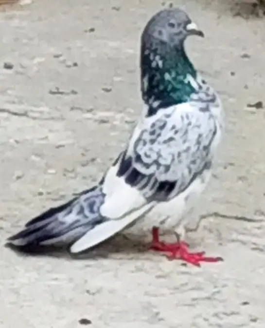 high flyer Pigeons for sale +923341928294 — photo 7