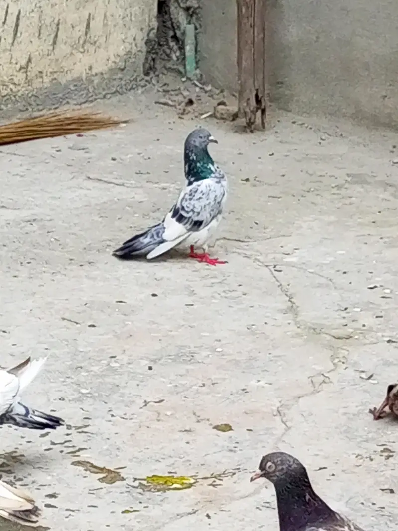 high flyer Pigeons for sale +923341928294 — photo 9