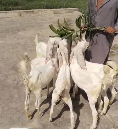 Pura set for sale hian jis mian bachy bhi hian or bakrian bhi