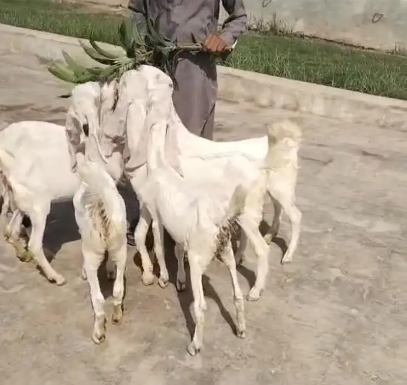 Pura set for sale hian jis mian bachy bhi hian or bakrian bhi — photo 2