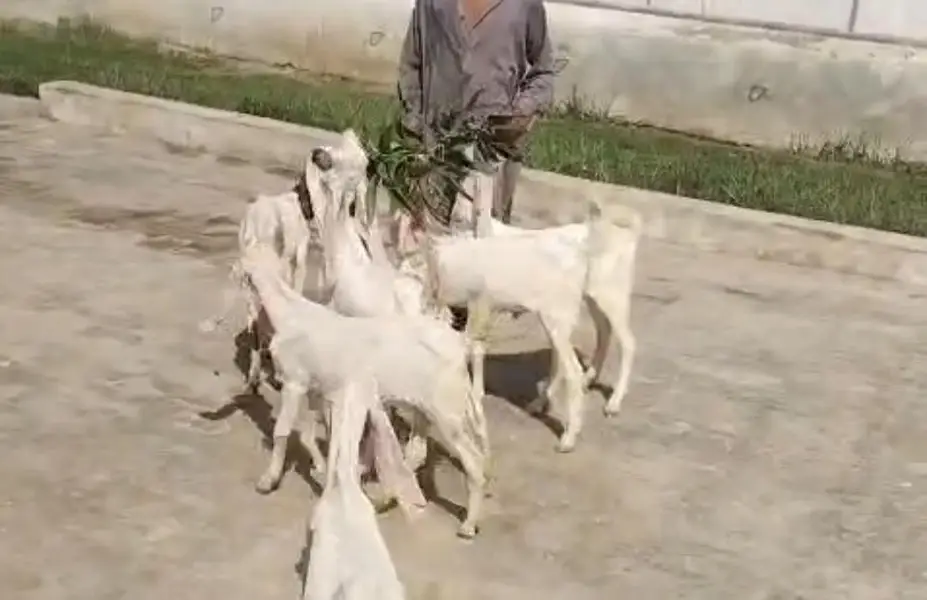 Pura set for sale hian jis mian bachy bhi hian or bakrian bhi — photo 3