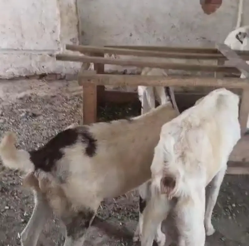 Pura set for sale hian jis mian bachy bhi hian or bakrian bhi — photo 5