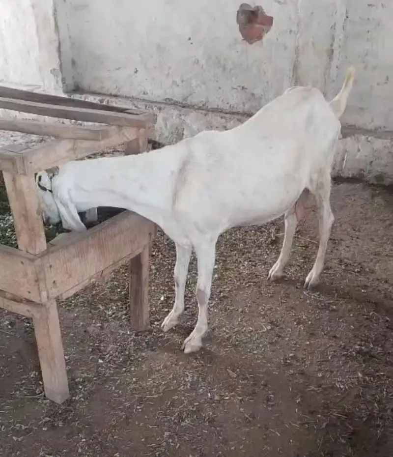 Pura set for sale hian jis mian bachy bhi hian or bakrian bhi — photo 8