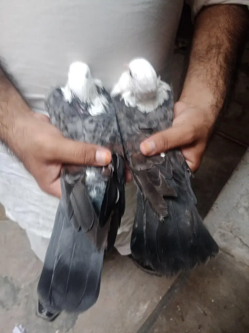 karbalai pairs — photo 3