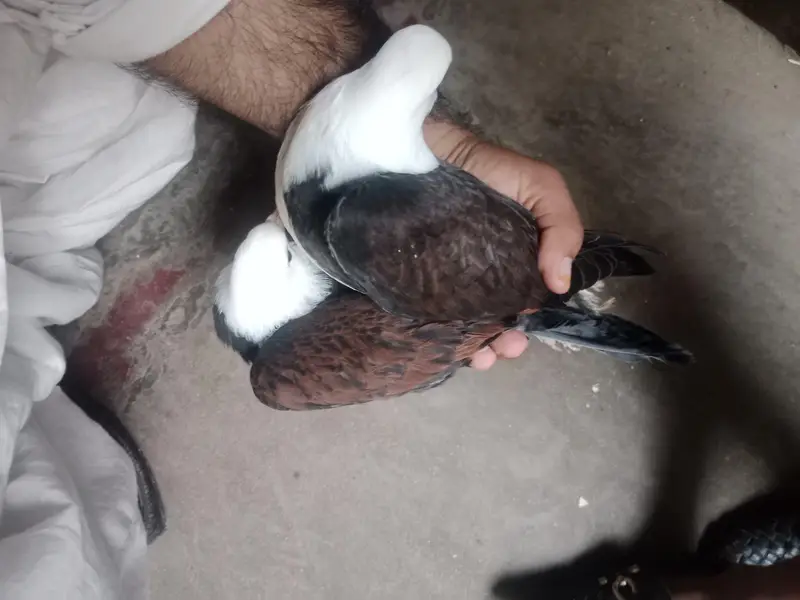 karbalai pairs — photo 4