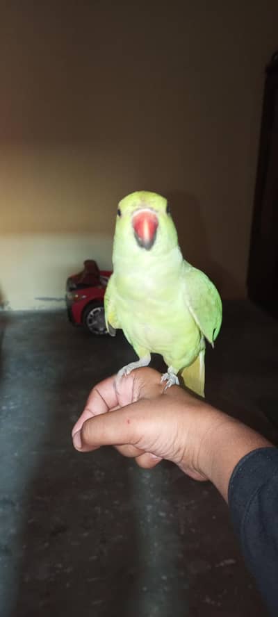 hand tame parrots