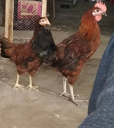 male female desi chicken pair