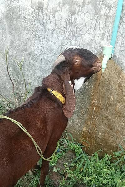 amritsari beetal Bakra
