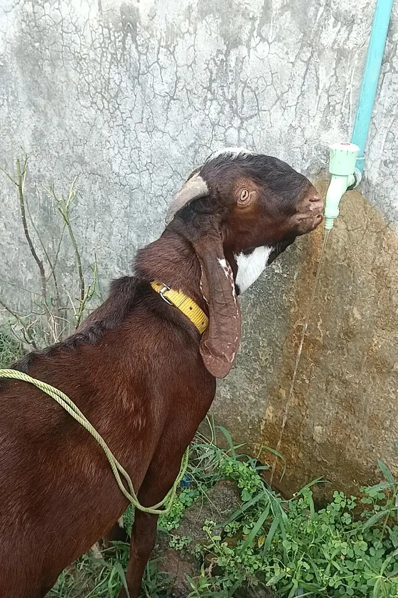 amritsari beetal Bakra