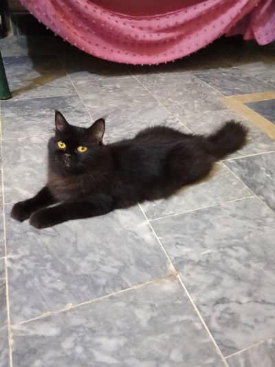 Black Persian Cat  03441876041