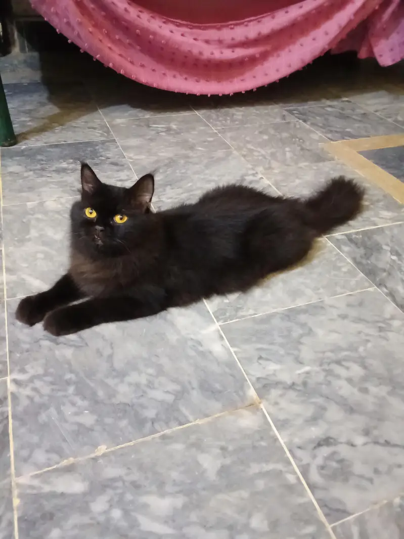 Black Persian Cat  03441876041