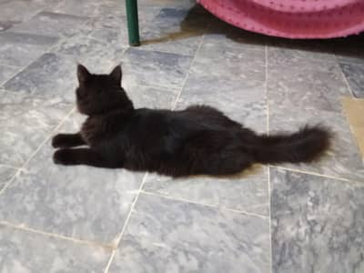 Black Persian Cat  03441876041