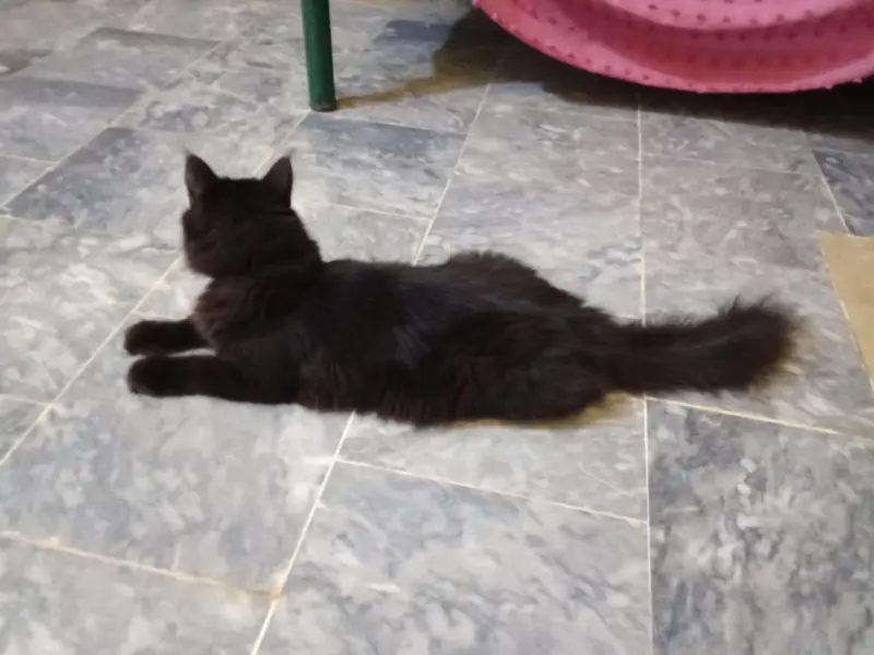 Black Persian Cat  03441876041 — photo 2