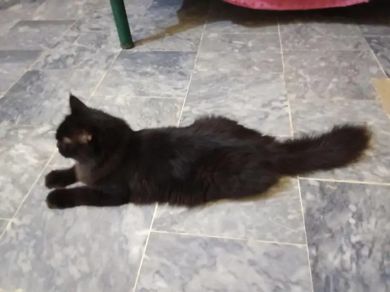 Black Persian Cat  03441876041 — photo 3