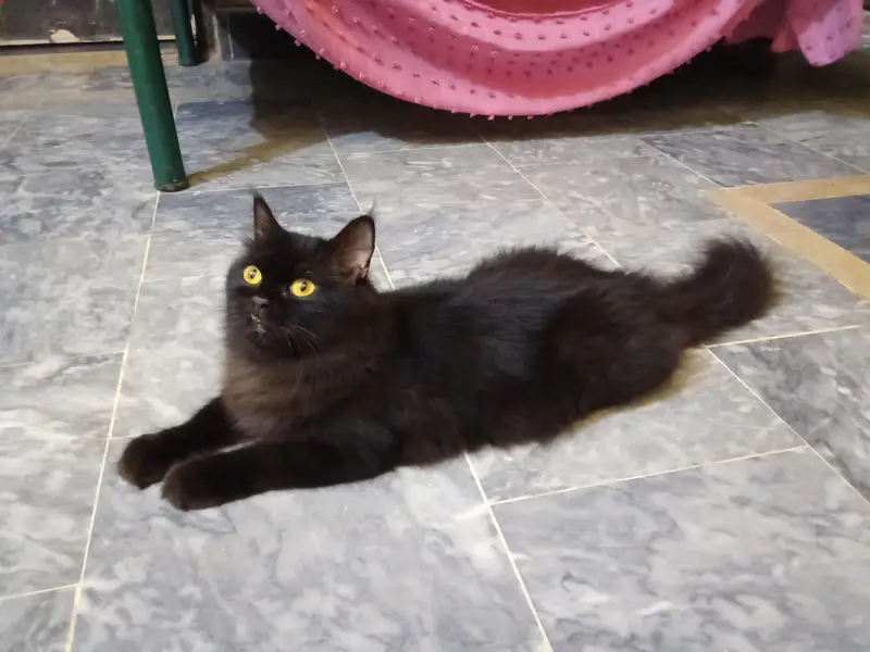 Black Persian Cat  03441876041 — photo 4