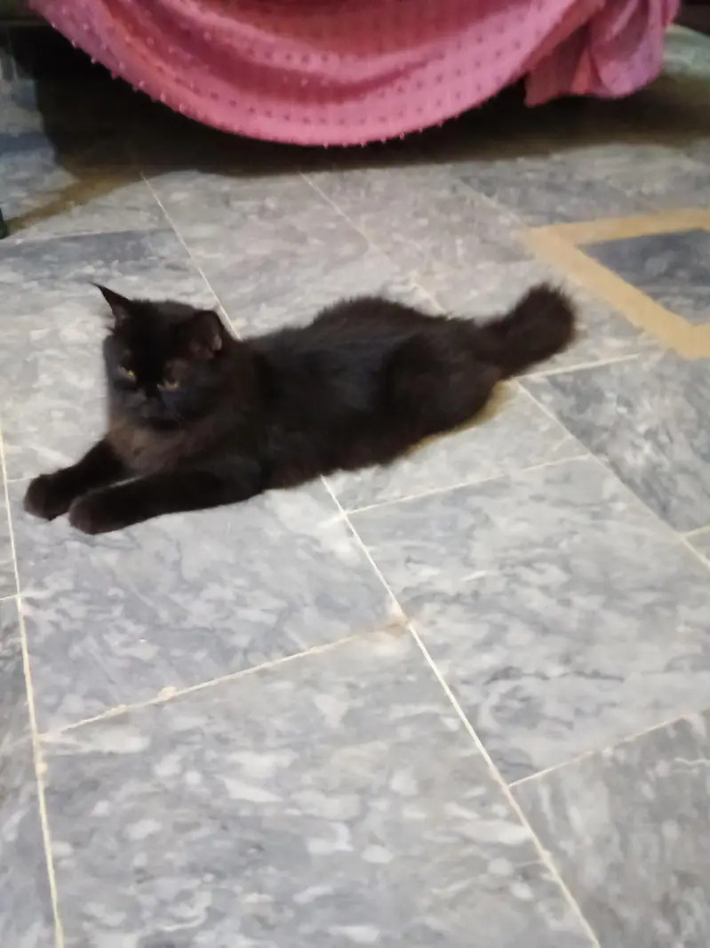 Black Persian Cat  03441876041 — photo 5