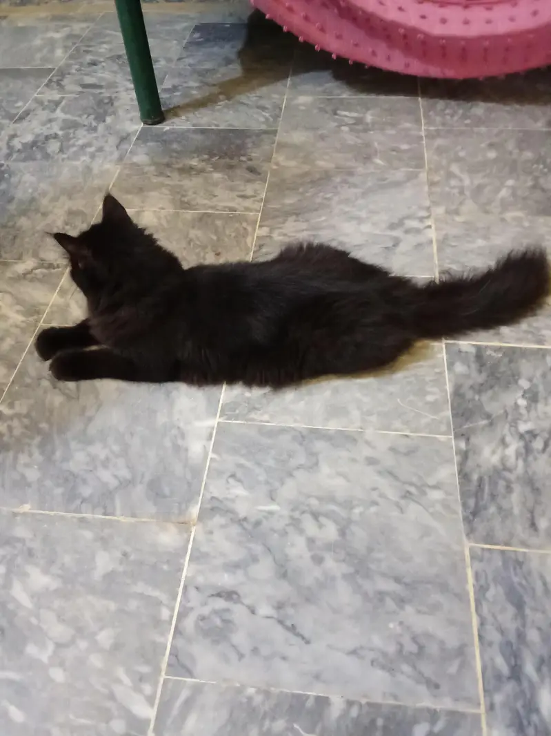 Black Persian Cat  03441876041 — photo 6