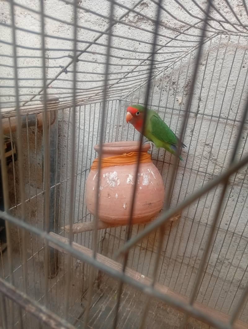 lovebird 0