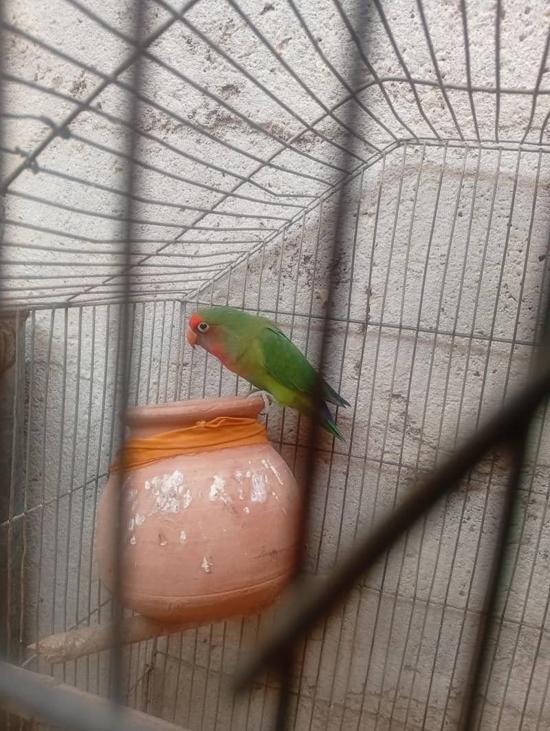 lovebird 1