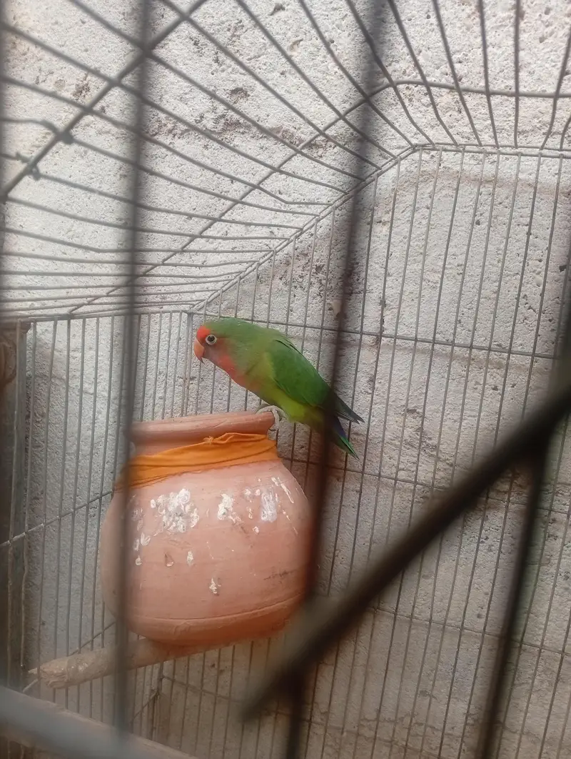 lovebird — photo 2