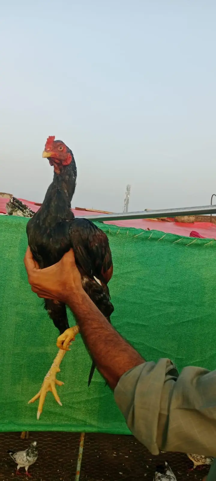 Aseel Pathe Or Murgi — photo 3