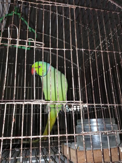 raw parrot
