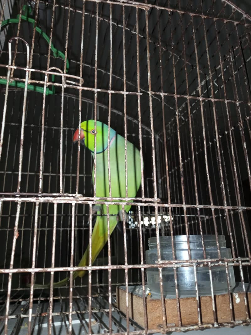raw parrot 1