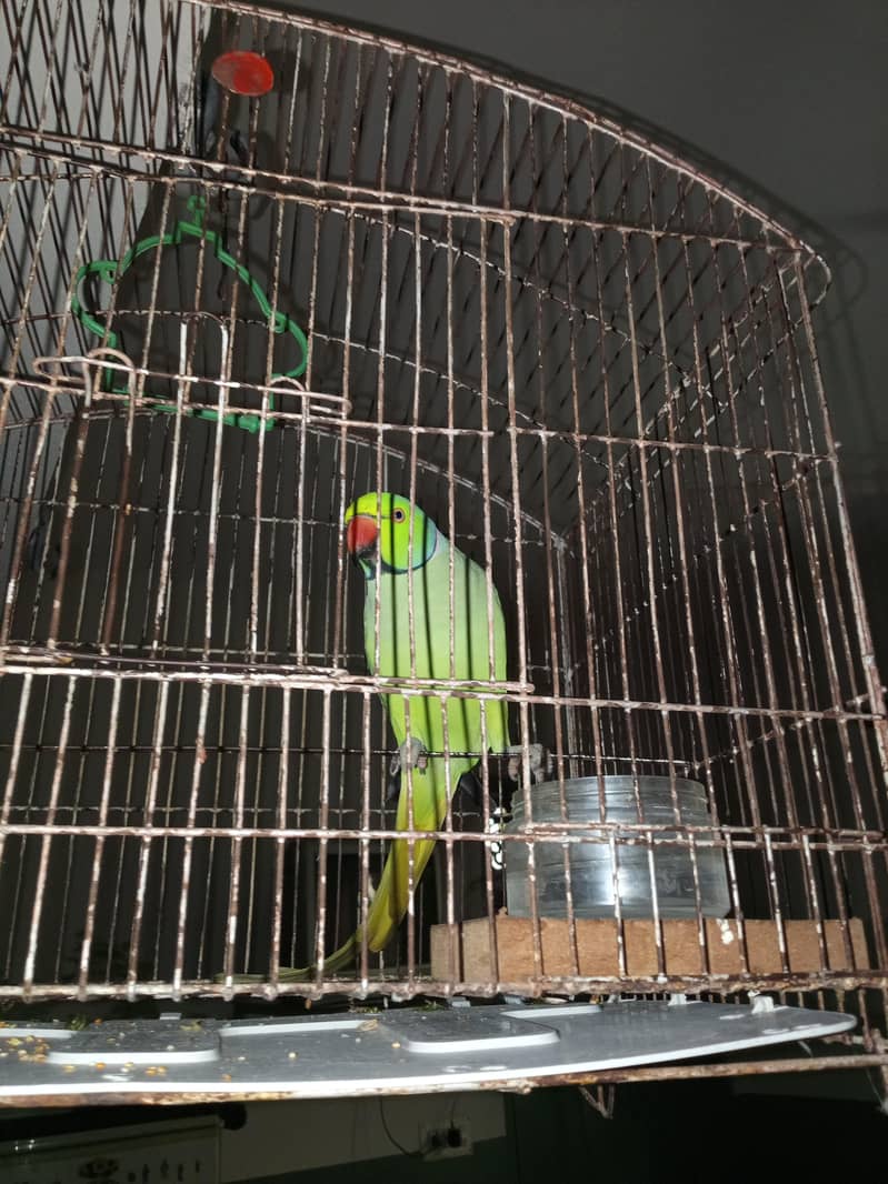 raw parrot 2
