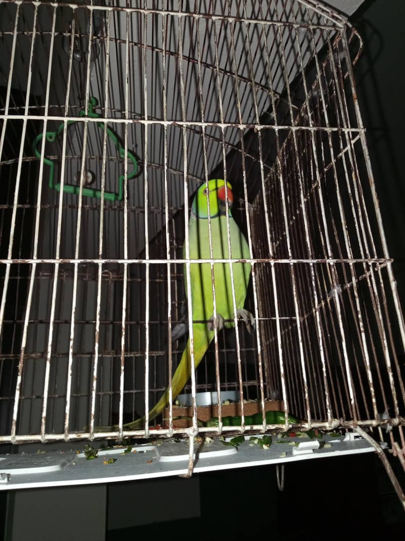 raw parrot 3