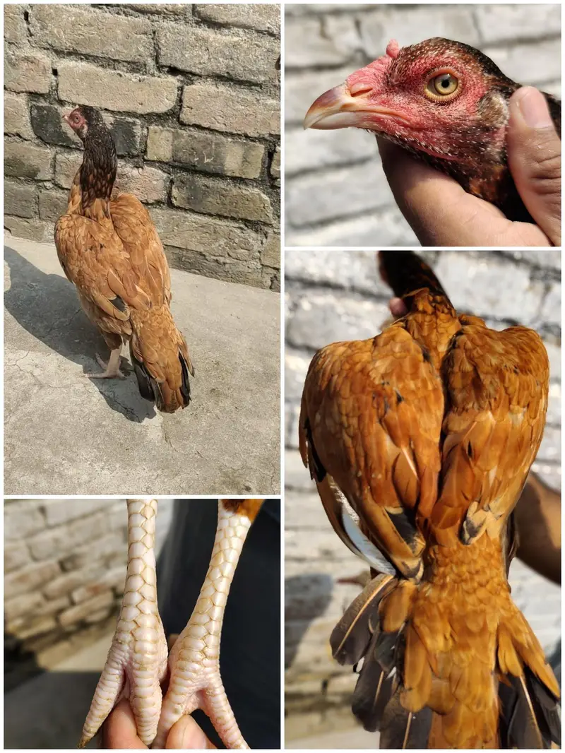 aseel for sale — photo 3