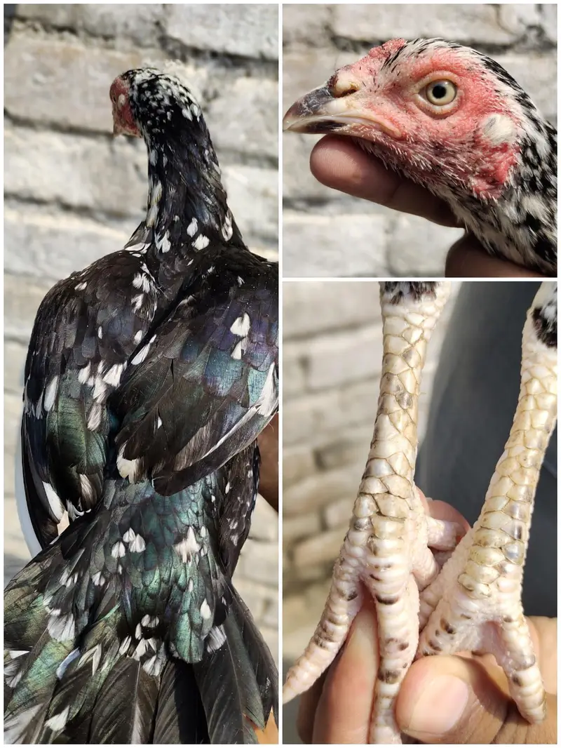 aseel for sale — photo 4
