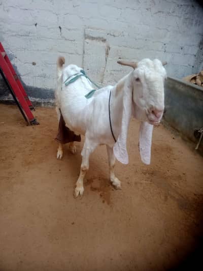 gulabi bakri with 3 kids 1male 2female  03012922292
