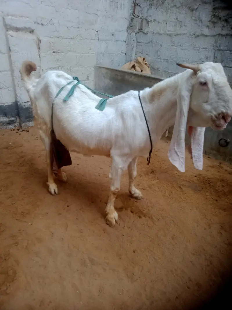 gulabi bakri with 3 kids 1male 2female  03012922292 — photo 2