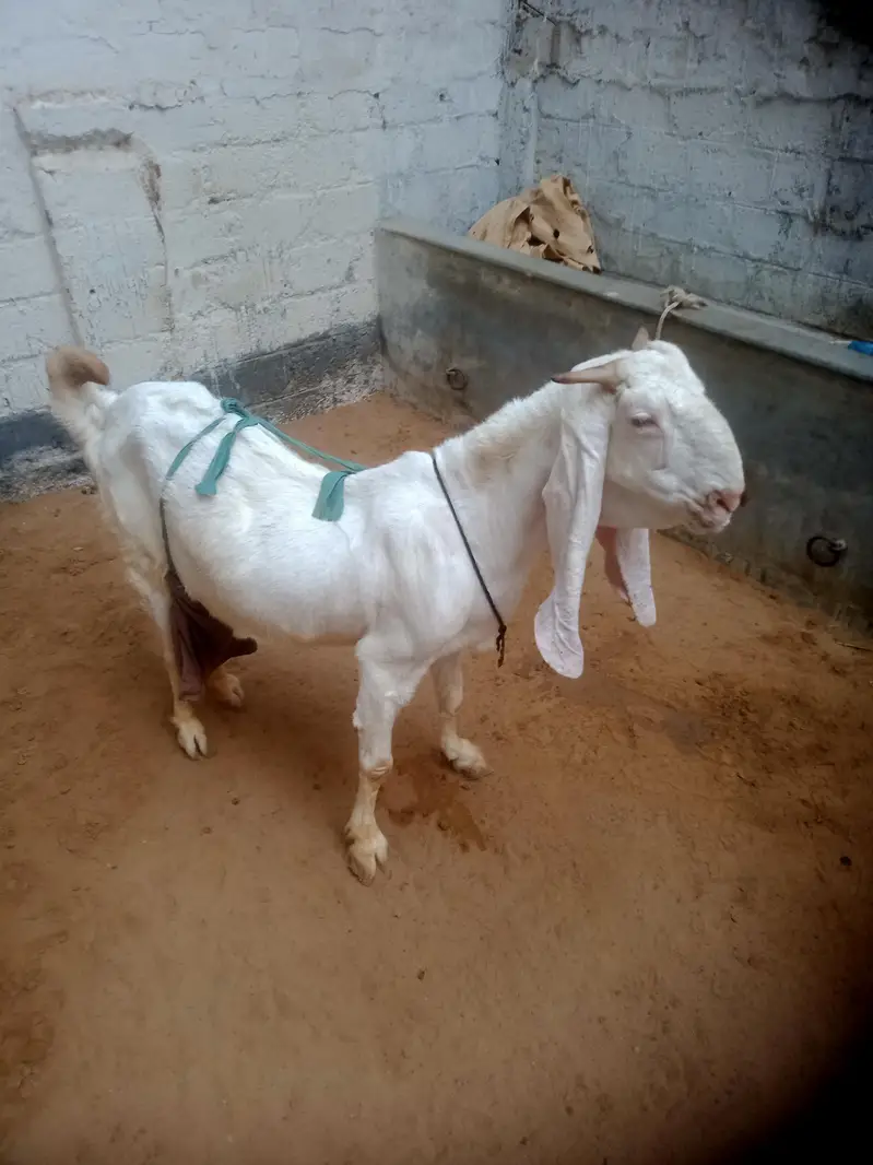 gulabi bakri with 3 kids 1male 2female  03012922292 — photo 3
