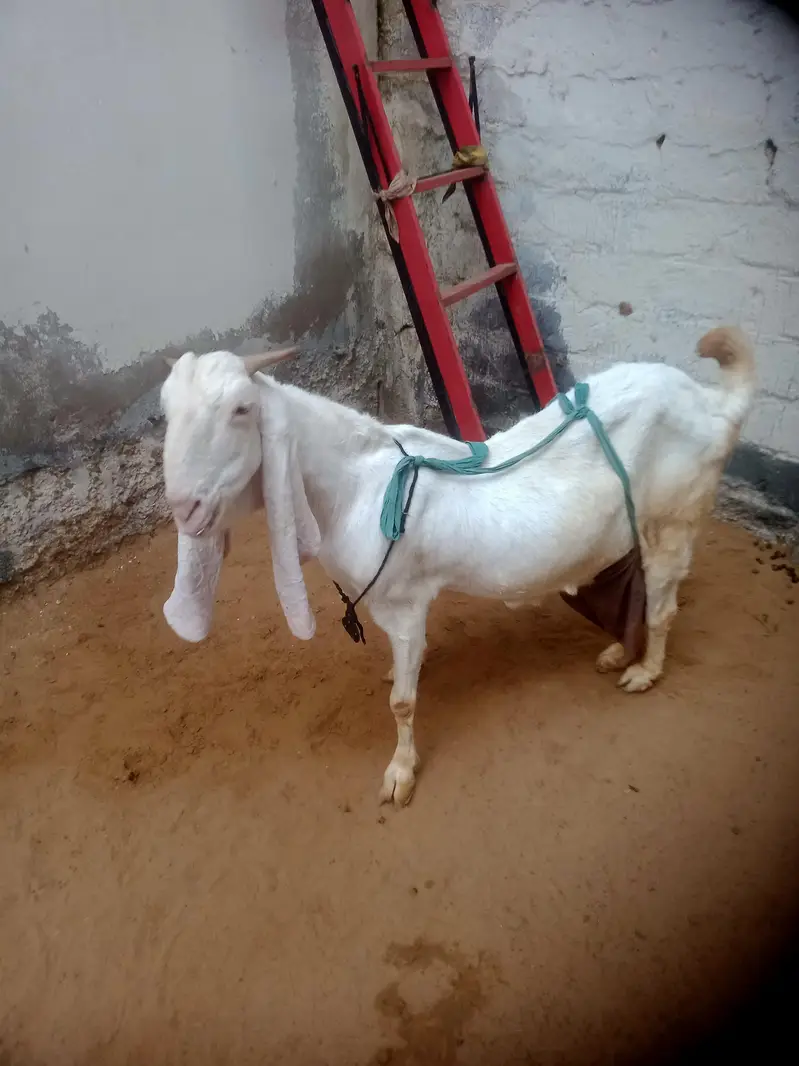 gulabi bakri with 3 kids 1male 2female  03012922292 — photo 4