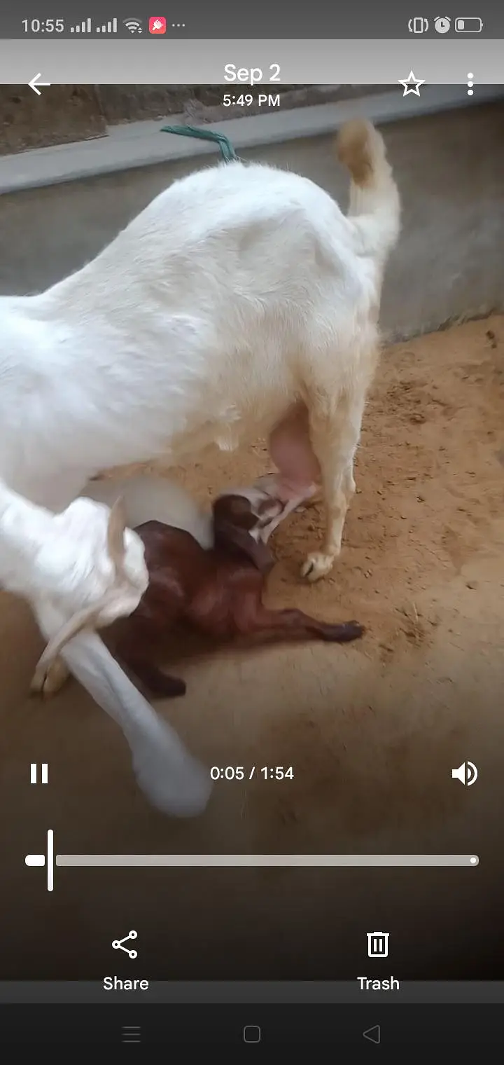 gulabi bakri with 3 kids 1male 2female  03012922292 — photo 5