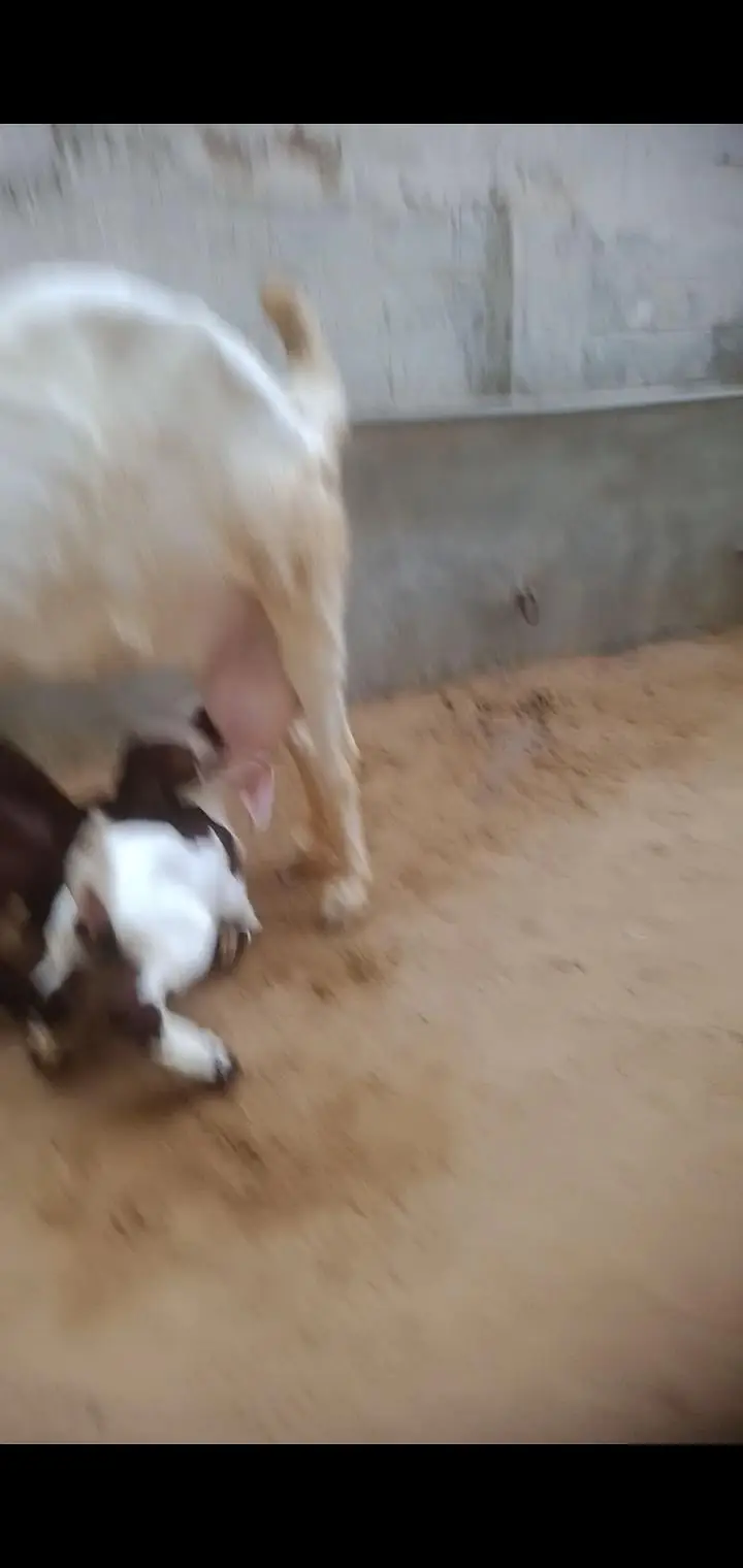 gulabi bakri with 3 kids 1male 2female  03012922292 — photo 6