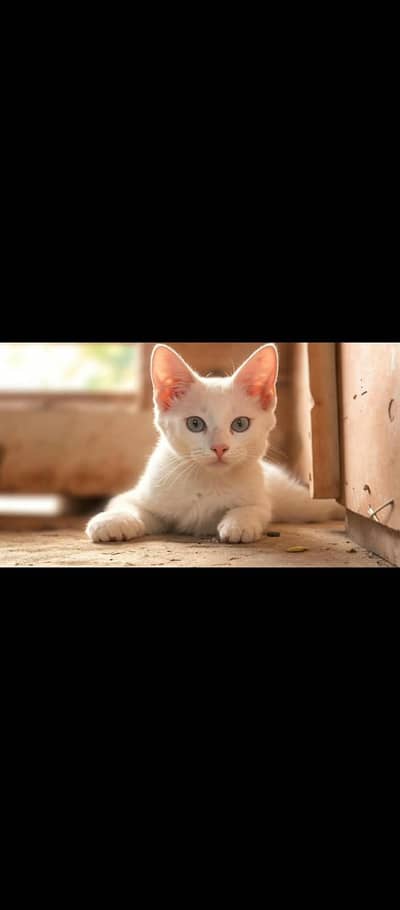 catoo