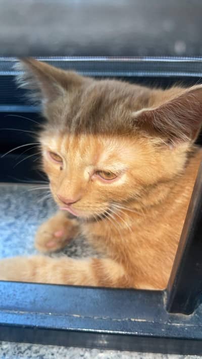 Persian cute 2 months kitten 16k
