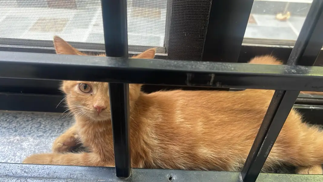 Persian cute 2 months kitten 16k — photo 2