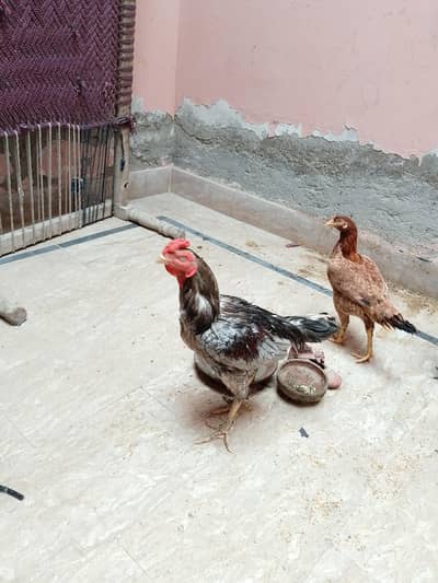 1 murga 4 murgi aseel