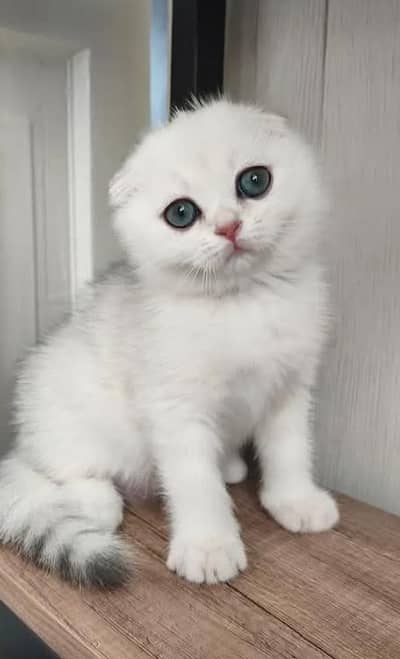 Skotish Fold Cat Kitten 03231604862 My WhatsApp Number