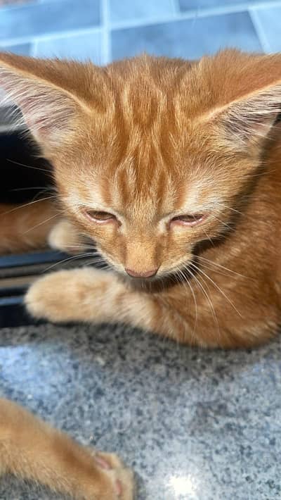 cute female cat 2 months old Trained
