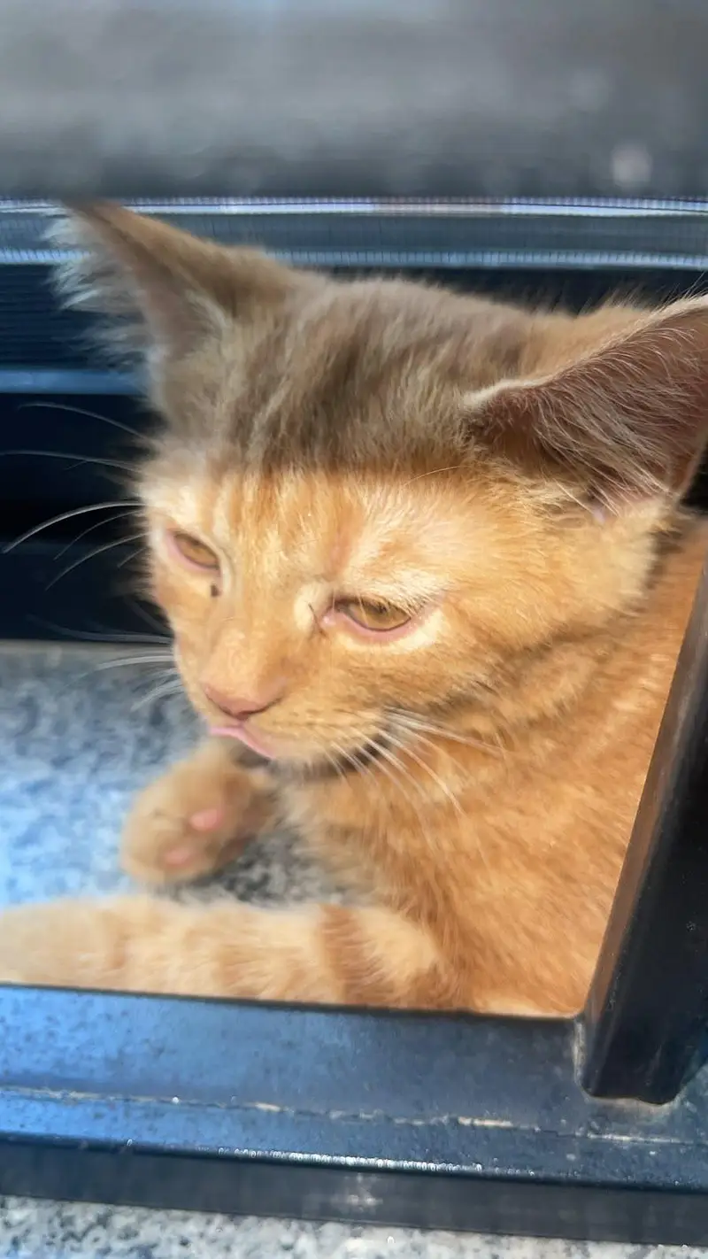 cute female cat 2 months old Trained — photo 3
